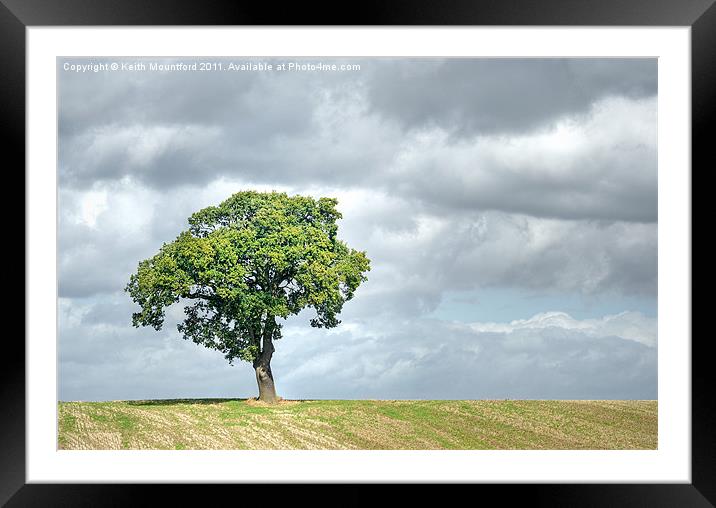 Lone Tree Framed Mounted Print by Keith Mountford