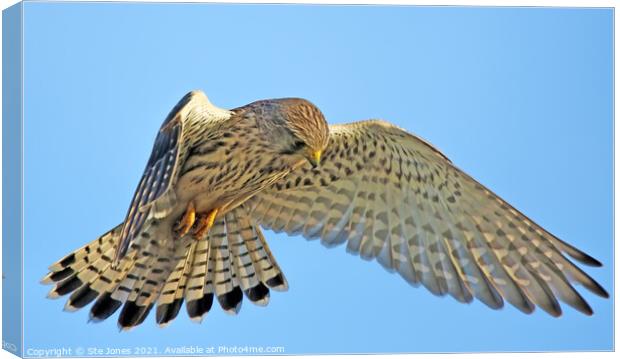 A Female Kestrel In The Hover Canvas Print by Ste Jones