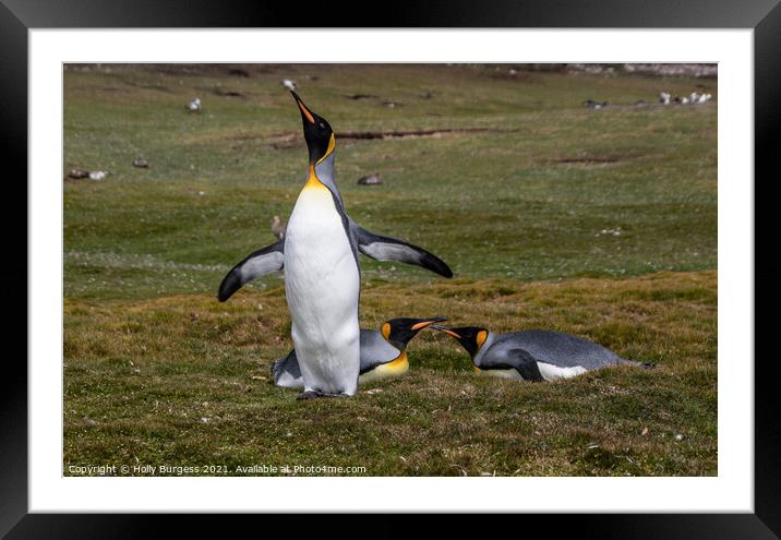 Emperor Penguins one of the largest sea birds Over Framed Mounted Print by Holly Burgess