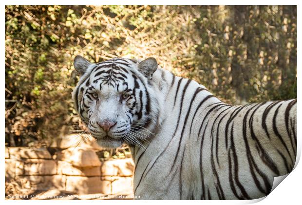 Enigmatic White Tiger: An Ethereal Vision Print by Holly Burgess