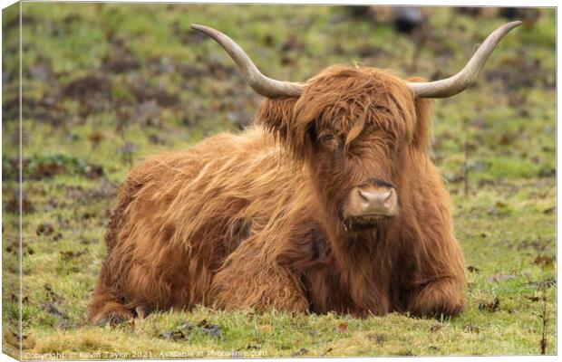 Highland Coo Canvas Print by Kevin Taylor