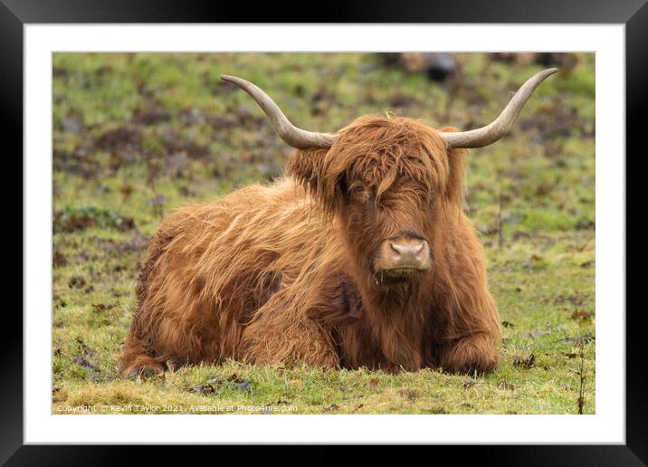 Highland Coo Framed Mounted Print by Kevin Taylor