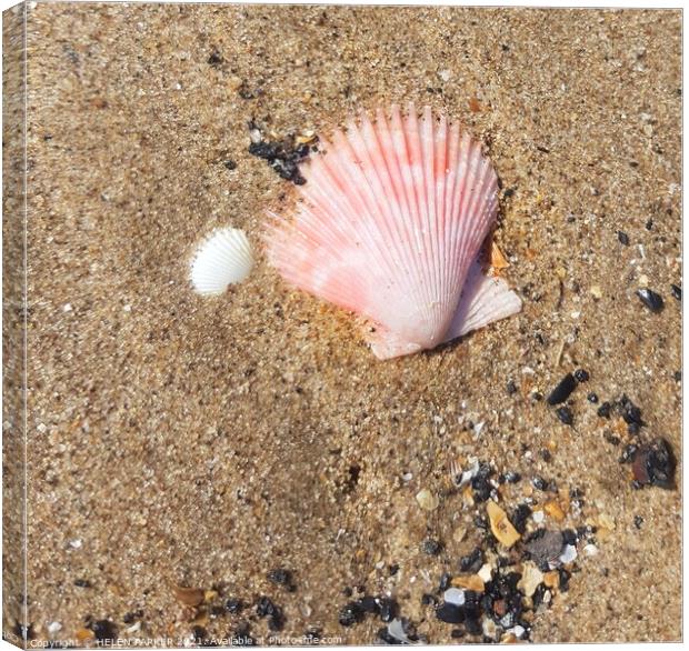 Pink shell on sandy beach Canvas Print by HELEN PARKER