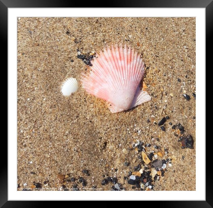 Pink shell on sandy beach Framed Mounted Print by HELEN PARKER