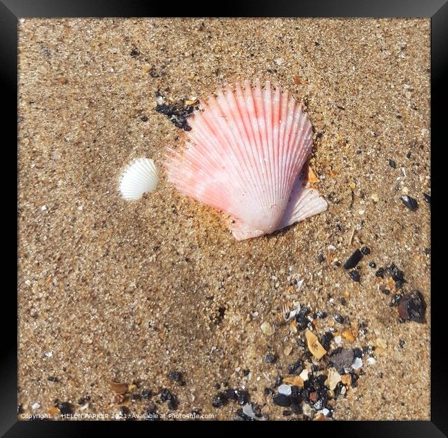 Pink shell on sandy beach Framed Print by HELEN PARKER