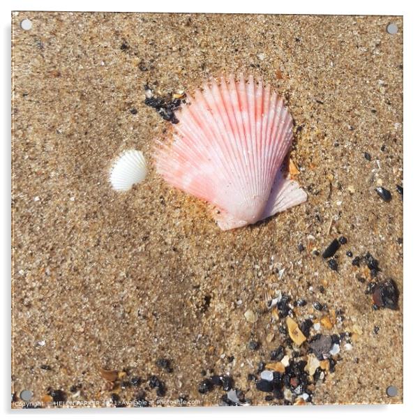Pink shell on sandy beach Acrylic by HELEN PARKER