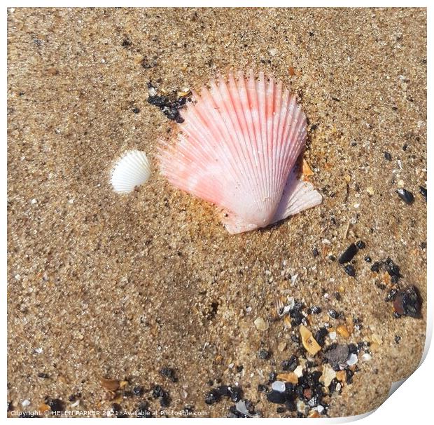 Pink shell on sandy beach Print by HELEN PARKER