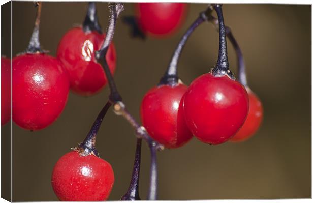 Berries Canvas Print by Steve Purnell