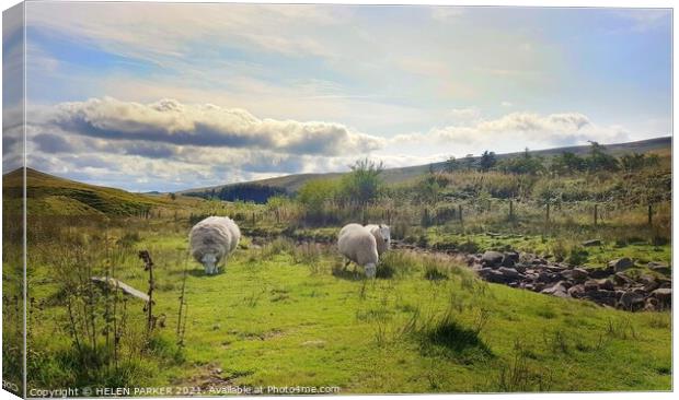 Sheep grazing on the grass Canvas Print by HELEN PARKER