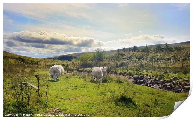 Sheep grazing on the grass Print by HELEN PARKER