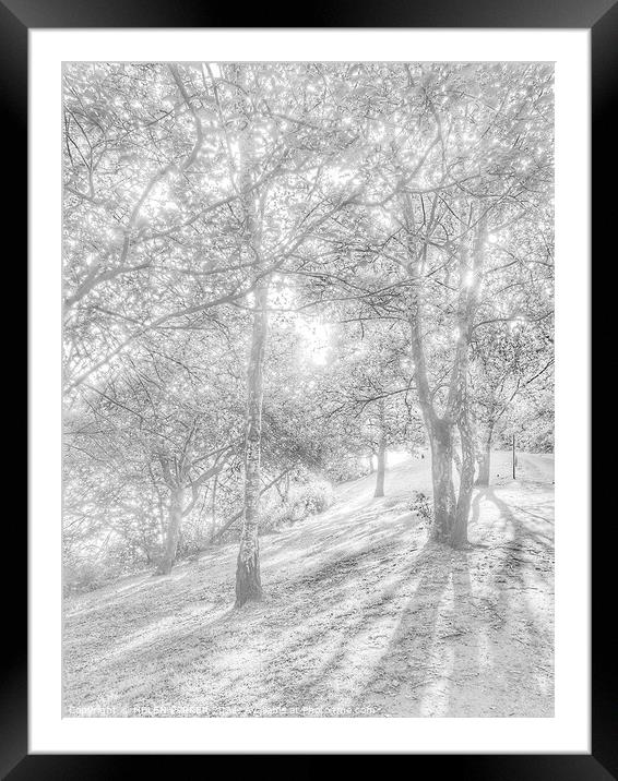 Trees and shadows Framed Mounted Print by HELEN PARKER
