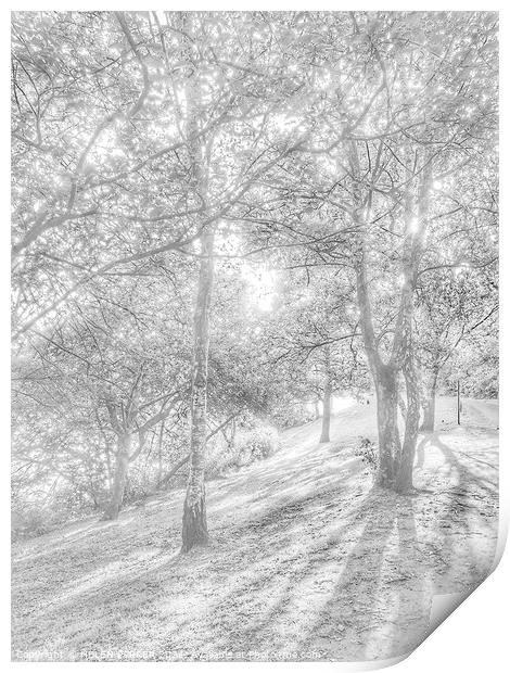 Trees and shadows Print by HELEN PARKER