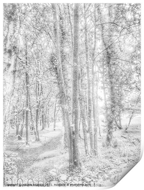 Trees in a forest Print by HELEN PARKER