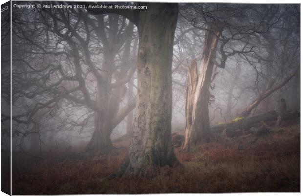 Misty Woodland Canvas Print by Paul Andrews