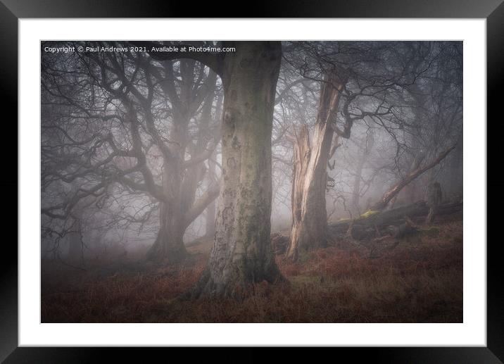 Misty Woodland Framed Mounted Print by Paul Andrews