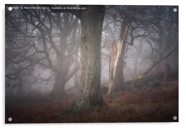 Misty Woodland Acrylic by Paul Andrews