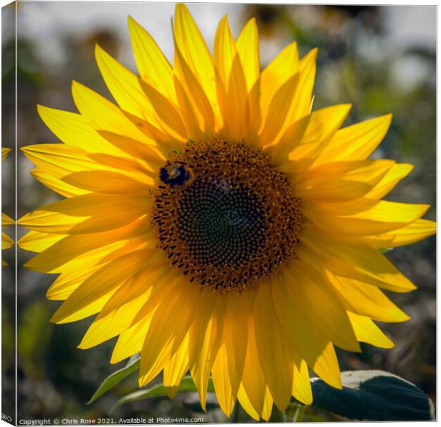 One sunflower Canvas Print by Chris Rose