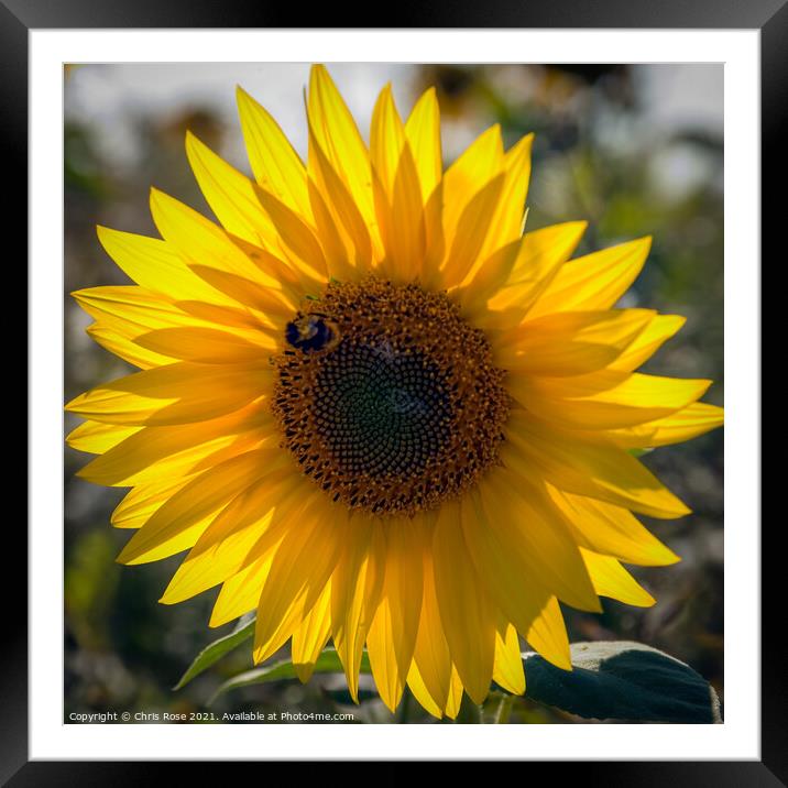 One sunflower Framed Mounted Print by Chris Rose