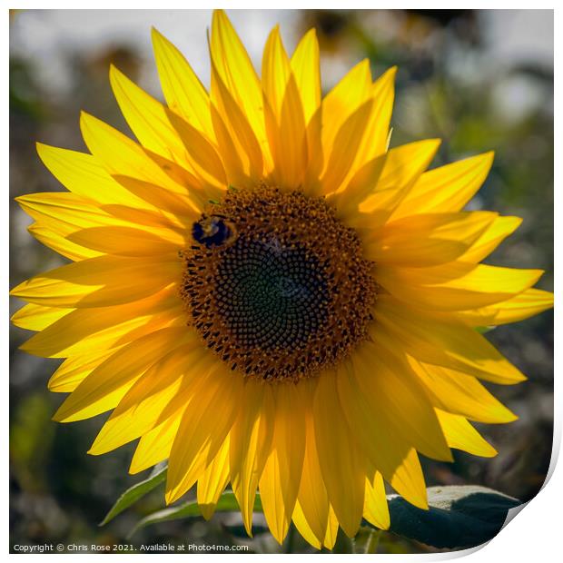 One sunflower Print by Chris Rose