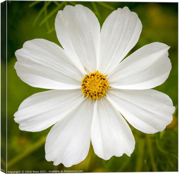 Cosmos Canvas Print by Chris Rose
