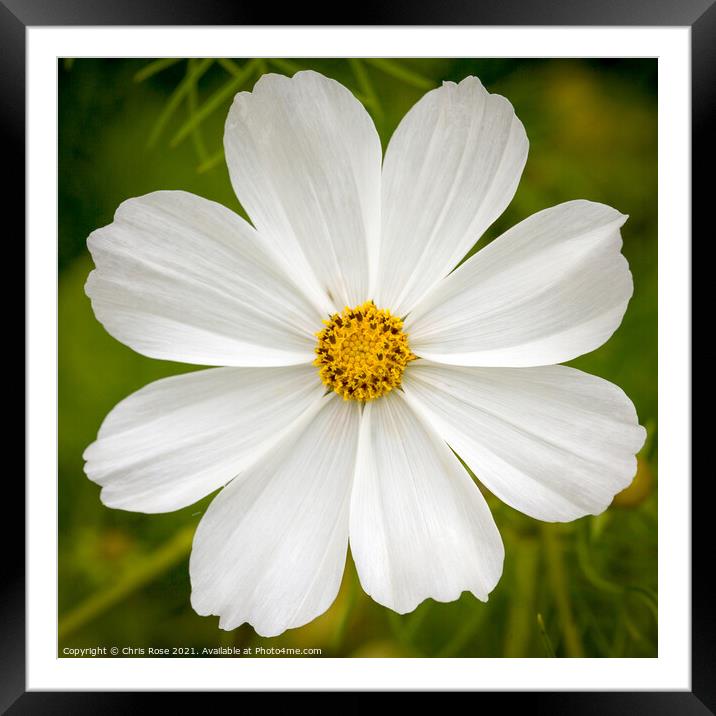 Cosmos Framed Mounted Print by Chris Rose