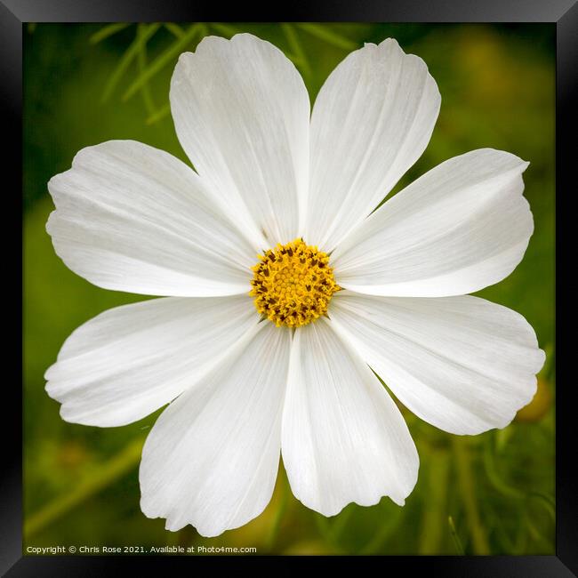 Cosmos Framed Print by Chris Rose