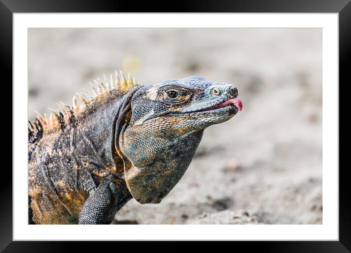 Black iguana with its tongue out Framed Mounted Print by Jason Wells