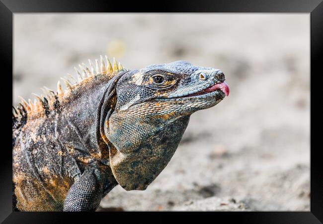 Black iguana with its tongue out Framed Print by Jason Wells