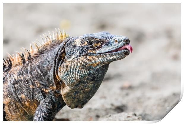 Black iguana with its tongue out Print by Jason Wells