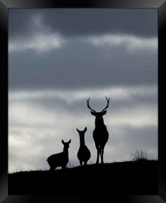 Red Deer Silhouettes Framed Print by Macrae Images