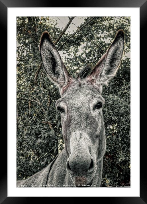 Curious Burro Framed Mounted Print by Roger Mechan