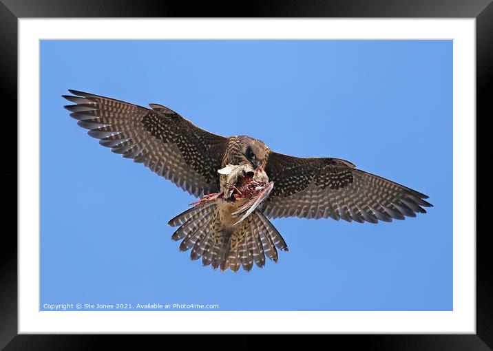 Peregrine Falcon In Flight With Prey Framed Mounted Print by Ste Jones