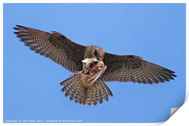 Peregrine Falcon In Flight With Prey Print by Ste Jones