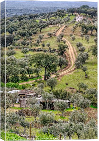 Olive Grove Haven Canvas Print by Roger Mechan