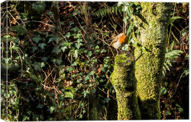 Robin on a tree stump in January  Canvas Print by Nick Jenkins