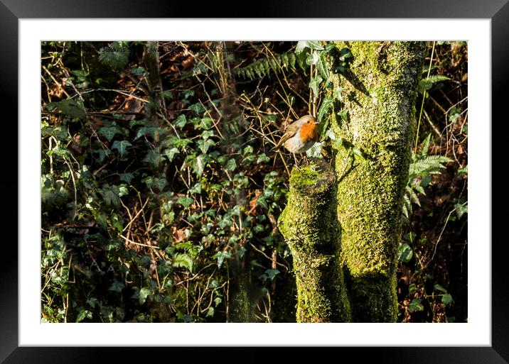 Robin on a tree stump in January  Framed Mounted Print by Nick Jenkins