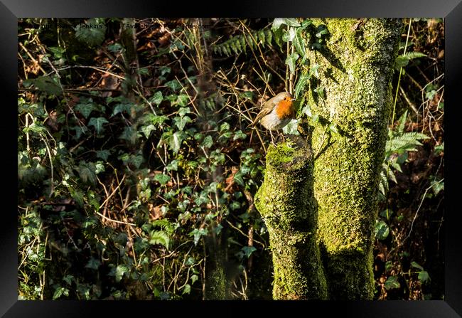 Robin on a tree stump in January  Framed Print by Nick Jenkins
