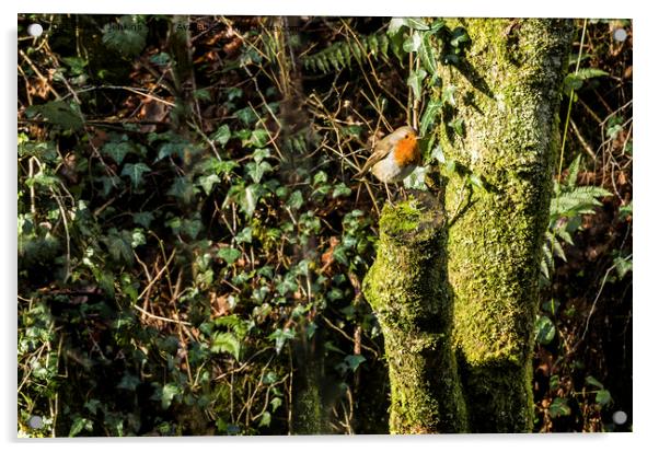 Robin on a tree stump in January  Acrylic by Nick Jenkins