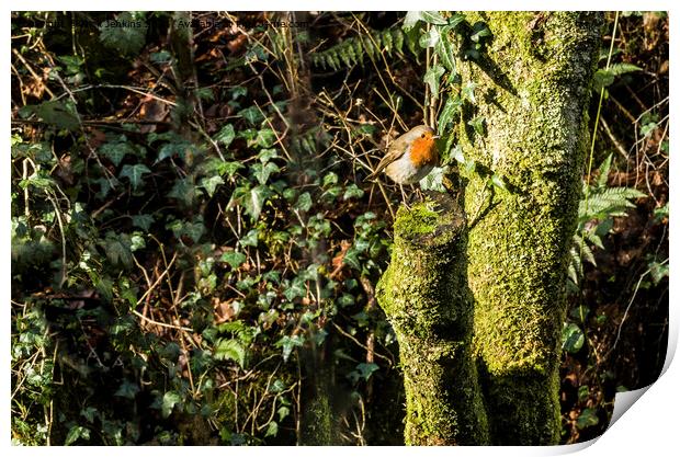 Robin on a tree stump in January  Print by Nick Jenkins