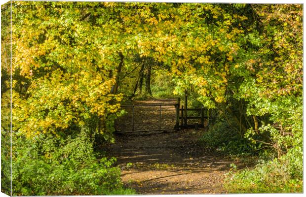 Woodland Walk in November near Cardiff  Canvas Print by Nick Jenkins