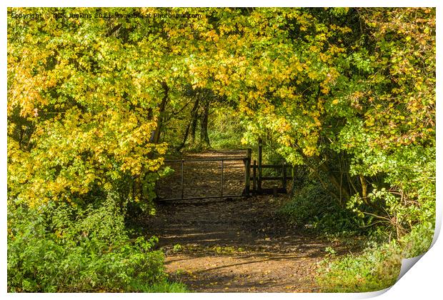 Woodland Walk in November near Cardiff  Print by Nick Jenkins