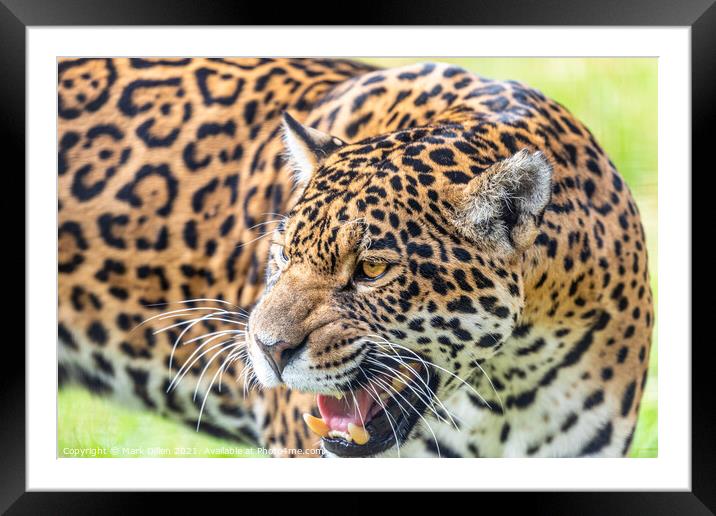 Female Leopard Big Cat Sanctuary Kent Framed Mounted Print by Mark Dillen