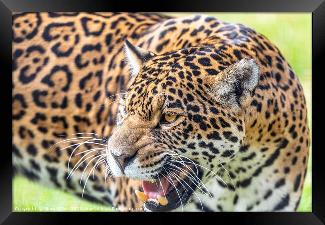 Female Leopard Big Cat Sanctuary Kent Framed Print by Mark Dillen