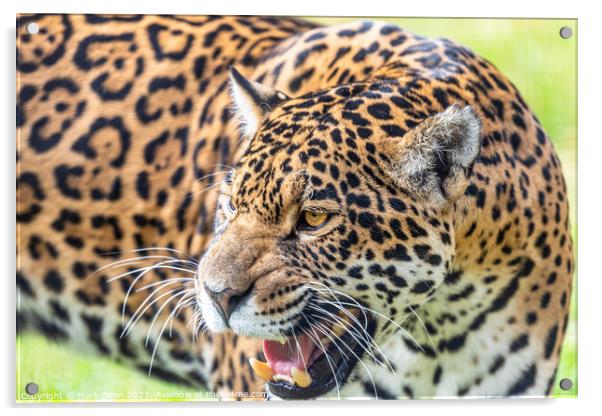 Female Leopard Big Cat Sanctuary Kent Acrylic by Mark Dillen