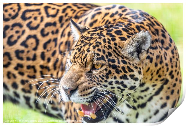 Female Leopard Big Cat Sanctuary Kent Print by Mark Dillen