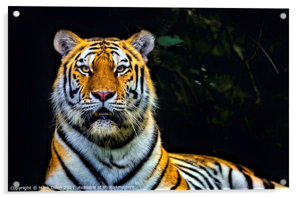 Amur Tiger Port Lympne Kent Acrylic by Mark Dillen