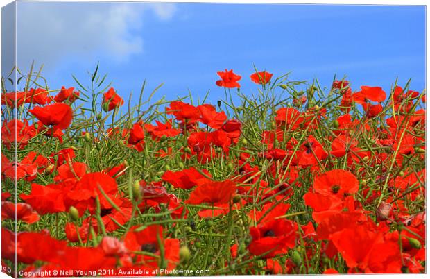 Penshaw Poppies Canvas Print by Neil Young