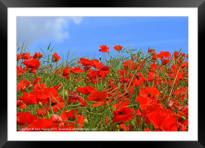 Penshaw Poppies Framed Mounted Print by Neil Young