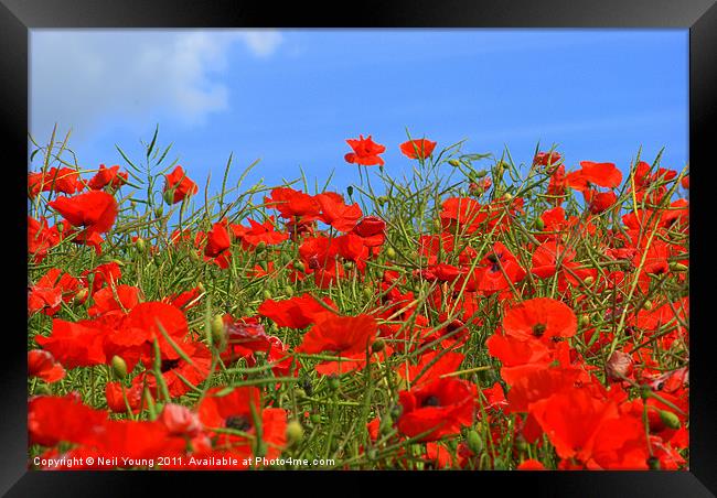 Penshaw Poppies Framed Print by Neil Young