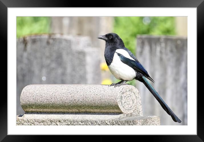 Magpie Perched Atop A Headstone. Framed Mounted Print by Ste Jones